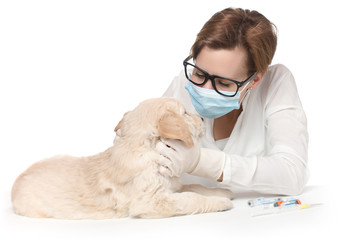 Golden Retriever Puppy at Veterinarian Examination Check