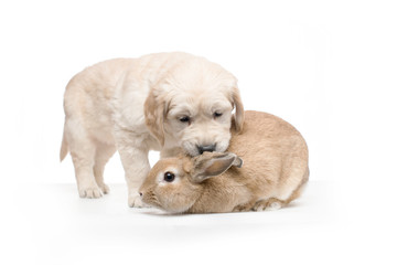Obraz premium Golden Retriever Puppy Playing with Golden Palomino Rabbit