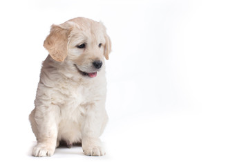 Golden Retriever Puppies