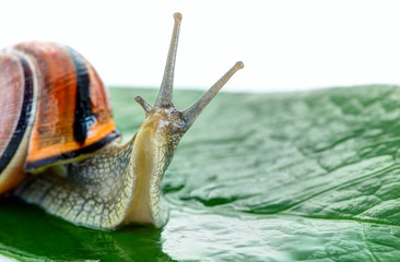 Little snail (Helix aspersa) on the green leaf