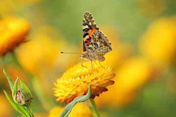 butterfly on flower