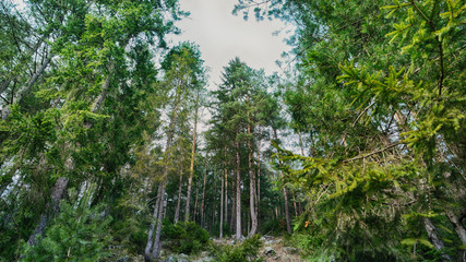 coniferous forest
