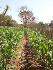 cultivated corn field