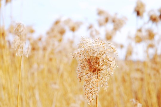 Dried Reeds, Grass