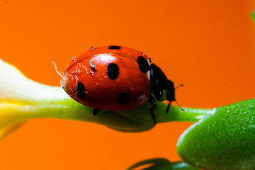 Ladybird on a flower leaf