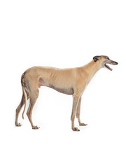 Fototapeta na wymiar greyhound on white