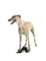 stylish greyhound