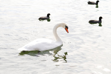 White swan