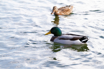 Mallard