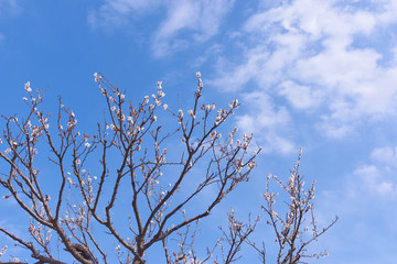 梅の木　青空　開花