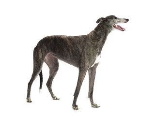 isolated greyhound