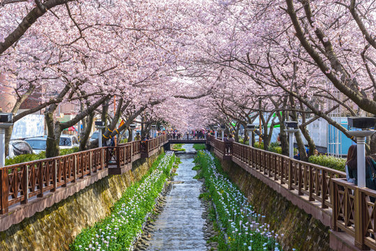 Cherry blossom at Yeojwacheon Stream, South Korea