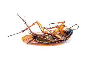 Dead cockroaches on the white background, Healthcare concept 