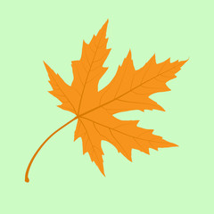 Maple Leaf. Illustration.