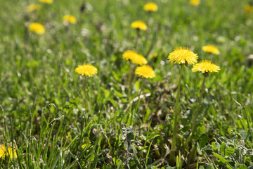 Yellow dandelions and green grass