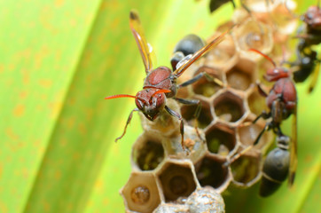 the traditional young wasp diet