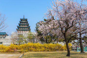 Fototapeta premium National Folk Museum, Seoul with cherry blossom, Seoul, Korea