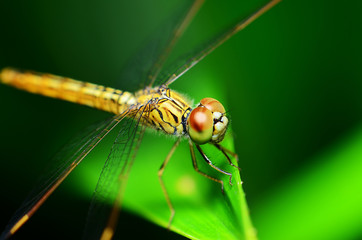 Dragonfly, one
