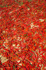 Hot chilli peppers