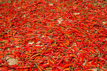 Fototapeta premium Hot chilli peppers