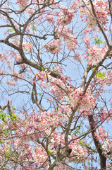 Cassia bakeriana, Wishing Tree, Pink Shower, Pink cassia, Flower blossom background, Pink tree