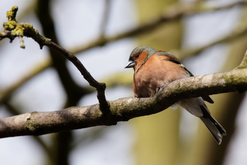 Chaffinch