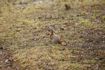 squirrel in the meadow