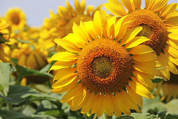 Sunflowers