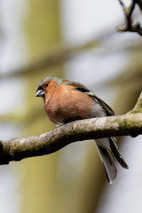 Chaffinch