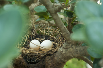 Fototapeta na wymiar Eggs of Zebra Dove