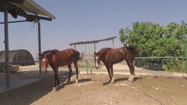 Two horses moving in stable