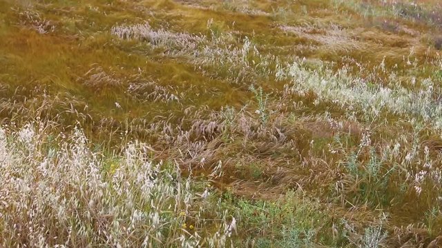 Dry grass quickly moving on a wind in desert