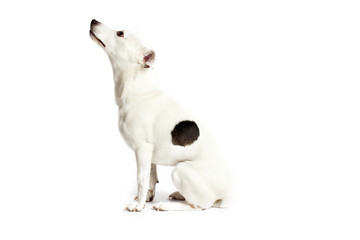 sitting jack russell