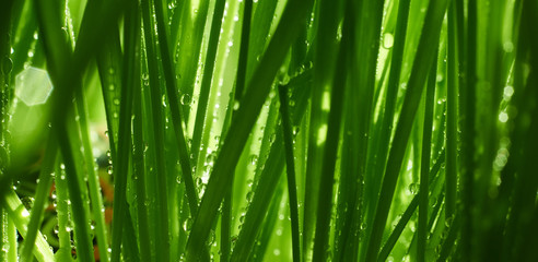 Poranna rosa na młodej trawie