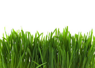 зеленая трава на белом фоне - obrazy, fototapety, plakaty