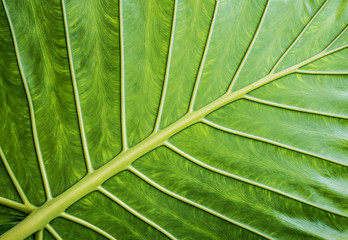 exotic leaf in detail