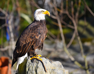 Aquila sul sasso che osserva