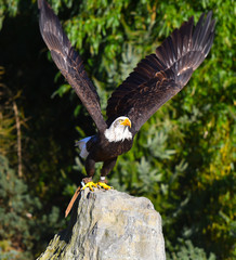 Aquila che spicca il volo 