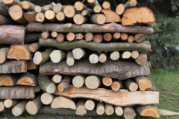 Holzstämme 3