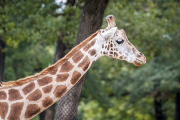 Girafe