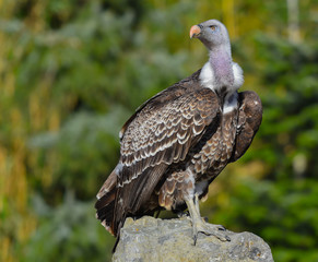 Condor sul sasso che osserva