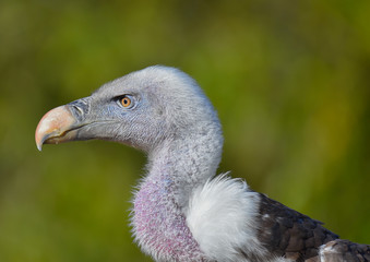 Condor in primo piano