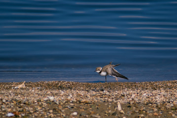 Little ringed plover in winter plumage stretching its wing