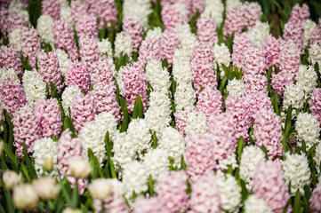 Pink and white hyacinths flowers, Keukenhof park, Holland