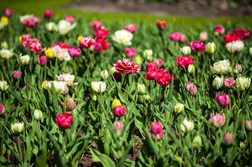 Tulips in Keukenhof park, flower garden, Holland