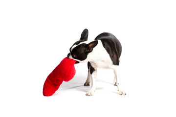 boston terrier chewing pillow