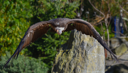 Condor in volo