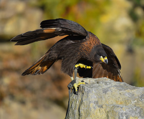 Falco che atterra sul sasso