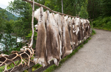 Horns and furs of reindeers, Norway