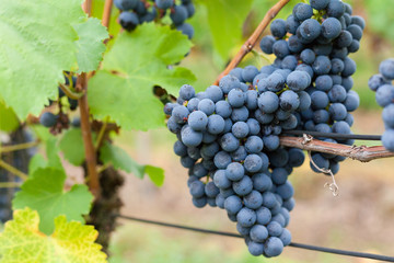 Weintrauben an der Rebe